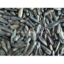 Black Sunflower Seed 2015crop 330-340pieces/50g